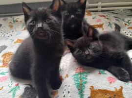 3 black kittens 2boys 1 girl looking for forver home