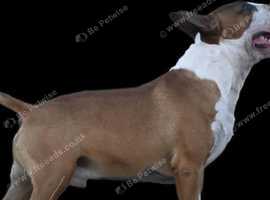 Fantastic KC english bull terrier stud