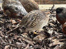 New born japenese painted quail for sale