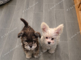Kc registered miniature schnauzers
