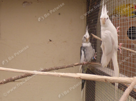 BLACK CHEECK ZEBRA FINCH PAIR,BREEDING PAIR GREEN BUDGIE &pound;50 BLUE &pound;25 EACH