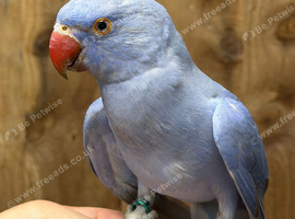 Baby ringneck parrot