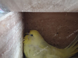 3 Bonded pairs of budgies +cages