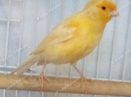 2026 Razzer Cock