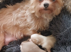 Shorchi puppies