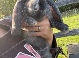 Stunning pure bred French lop babies