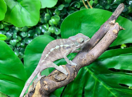 Red Bar Female Panther Chameleon at Birmingham Reptiles