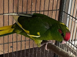 Baby kakarikis