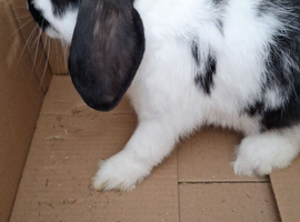 Lop girl