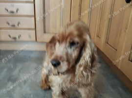 Cocker spaniel adult