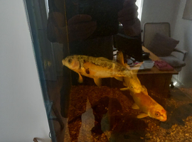 3 x 8 inch Koi fish for sale