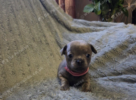 Pedigree Chihuahua Puppies
