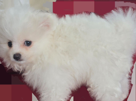 Pedigree pure breed pomeranian puppies