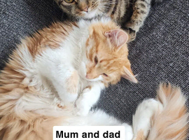 Two female kittens looking for a loving home