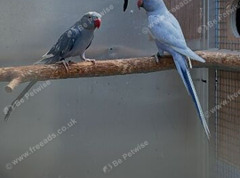 Ringnecks
