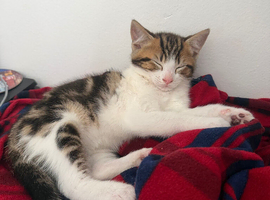 8 week old male kitten