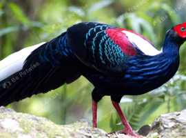 Swinhoe's pheasant for sale
