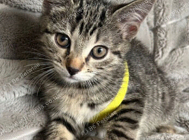 Female bengal kittens