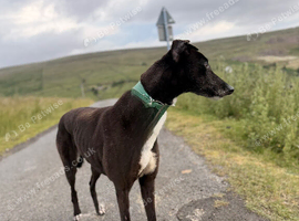 Lovely dog needing a home