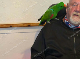 Eclectus for sale