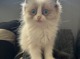 Ragdoll Kittens
