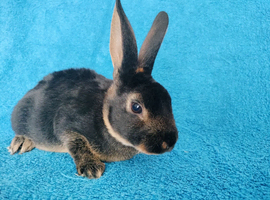 Baby mini rex for sale