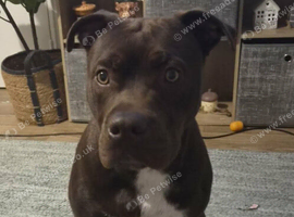Chocolate staffy 8 months old