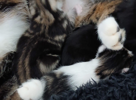4 beautiful kittens
