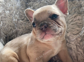 French Bulldog Puppies