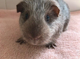 Pet Boar Pigs