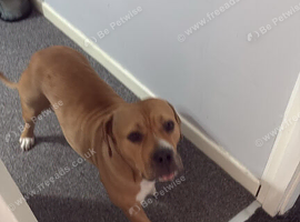 Female dog