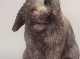 maggie! (female)
