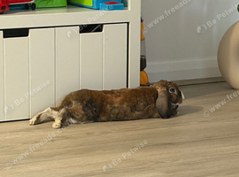 8 month old mini lop/rex
