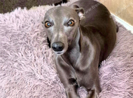 Beautiful KC Blue Whippet Puppies