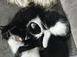 Mixed breed, half ragdoll kittens