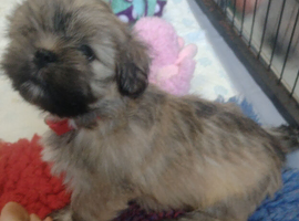 9 beautiful Lhaso Apso puppies for sale 2 girls and 7 boys- ready to go now and KC registered