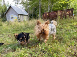 Our remaining Yorkshire terrier female puppy