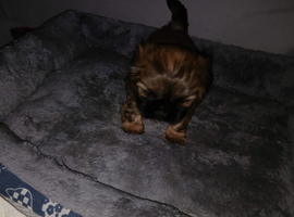 Shih Tzu for sale