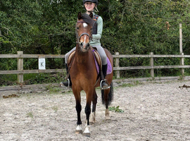 !! Horses for loan !!