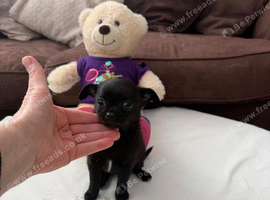 Stunning small solid black chihuahua