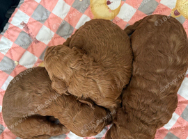 Deep red toy poodles