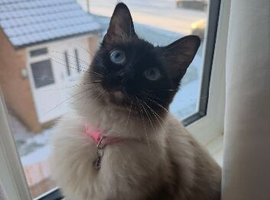 Tinker the Ragdoll