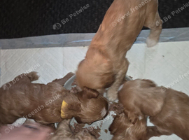 Cockapoo x king charles cavalier puppies. 3 girls 1 boy
