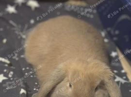 Male mini lop