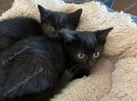 Kittens