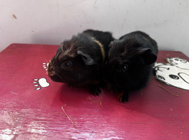 two crested sows