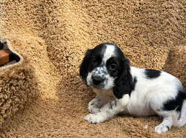 Rainbow litter