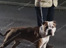 American bulldog merle available for stud