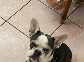 9 month old Frenchie