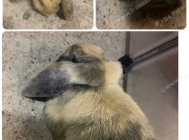 Harlequin mini lop